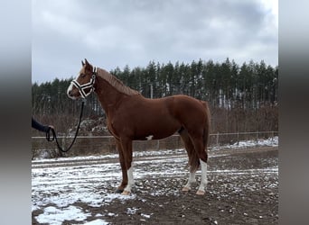 Polski koń szlachetny półkrwi, Wałach, 4 lat, 164 cm, Kasztanowata