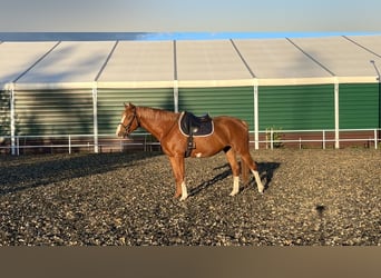 Polski koń szlachetny półkrwi, Wałach, 4 lat, 164 cm, Kasztanowata