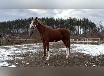 Polski koń szlachetny półkrwi, Wałach, 4 lat, 164 cm, Kasztanowata