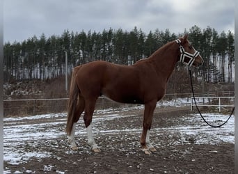 Polski koń szlachetny półkrwi, Wałach, 4 lat, 164 cm, Kasztanowata