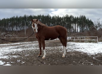 Polski koń szlachetny półkrwi, Wałach, 4 lat, 164 cm, Kasztanowata