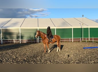 Polski koń szlachetny półkrwi, Wałach, 4 lat, 164 cm, Kasztanowata