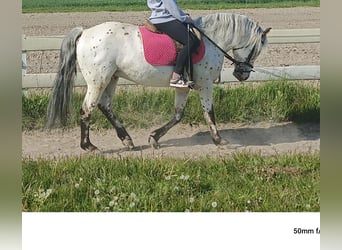Polski koń szlachetny półkrwi, Wałach, 5 lat, 148 cm, Tarantowata