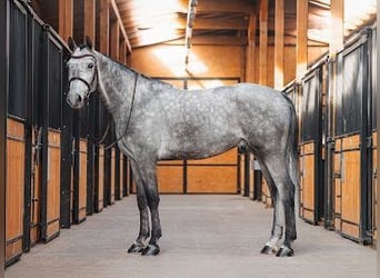 Polski koń szlachetny półkrwi, Wałach, 5 lat, 163 cm, Siwa