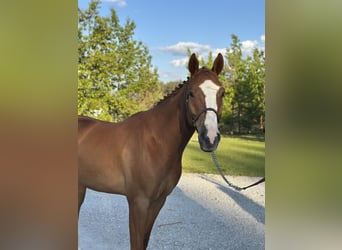 Polski koń szlachetny półkrwi, Wałach, 5 lat, 166 cm, Kasztanowata