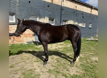 Polski koń szlachetny półkrwi, Wałach, 7 lat, 160 cm, Kara