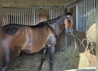 Polski koń szlachetny półkrwi, Wałach, 7 lat, 164 cm, Ciemnogniada