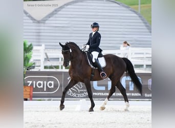 Polski koń szlachetny półkrwi, Wałach, 7 lat, 173 cm, Ciemnokasztanowata