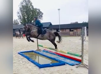 Polski koń szlachetny półkrwi, Wałach, 8 lat, 160 cm, Siwa