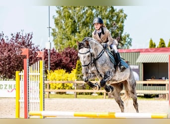 Polski koń szlachetny półkrwi, Wałach, 8 lat, 160 cm, Siwa