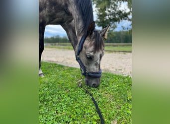 Polski koń szlachetny półkrwi, Wałach, 8 lat, 160 cm, Siwa