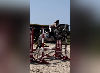 Polski koń szlachetny półkrwi, Wałach, 8 lat, 160 cm, Siwa