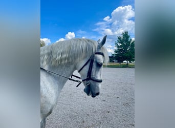 Polski koń szlachetny półkrwi, Wałach, 8 lat, 164 cm, Siwa