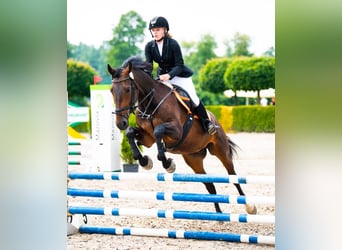 Polski koń szlachetny półkrwi, Wałach, 8 lat, 165 cm, Gniada