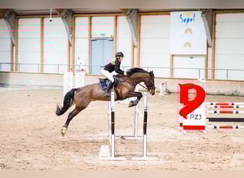 Polski koń szlachetny półkrwi, Wałach, 8 lat, 170 cm, Ciemnogniada