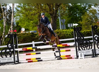 Polski koń szlachetny półkrwi, Wałach, 8 lat, 176 cm, Gniada