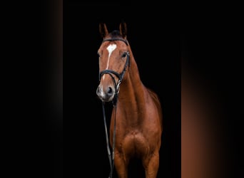 Polski koń szlachetny półkrwi, Wałach, 9 lat, 167 cm, Gniada