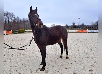 Polski koń szlachetny półkrwi, Klacz, 10 lat, 165 cm, Ciemnogniada