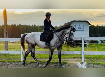 Polski koń szlachetny półkrwi, Klacz, 10 lat, 173 cm, Siwa