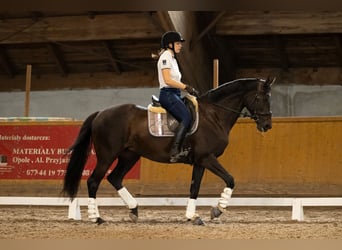 Polski koń szlachetny półkrwi, Klacz, 17 lat, 165 cm, Kara