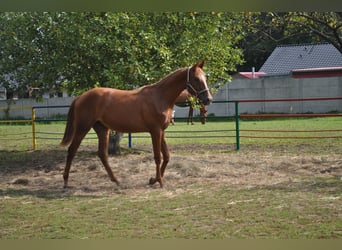 Polski koń szlachetny półkrwi, Klacz, 1 Rok, 170 cm, Kasztanowata