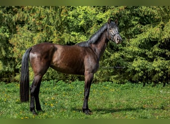 Polski koń szlachetny półkrwi, Klacz, 3 lat, 168 cm, Kara