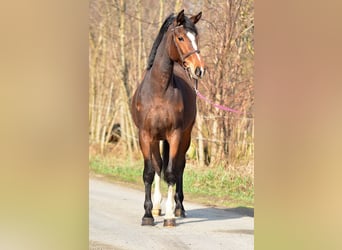 Polski koń szlachetny półkrwi, Klacz, 4 lat, 169 cm, Gniada