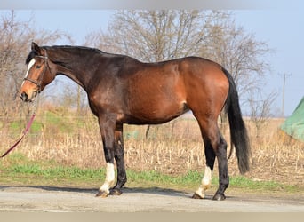 Polski koń szlachetny półkrwi, Klacz, 4 lat, 169 cm, Gniada