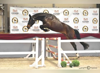 Polski koń szlachetny półkrwi, Klacz, 4 lat, 170 cm, Skarogniada