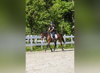Polski koń szlachetny półkrwi, Klacz, 5 lat, 168 cm, Gniada