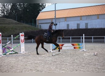 Polski koń szlachetny półkrwi, Klacz, 5 lat, 168 cm, Gniada