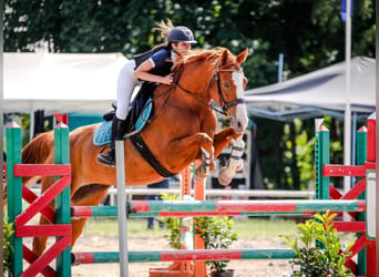 Polski koń szlachetny półkrwi, Klacz, 5 lat, 169 cm, Kasztanowata