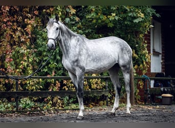 Polski koń szlachetny półkrwi, Klacz, 5 lat, 170 cm, Siwa