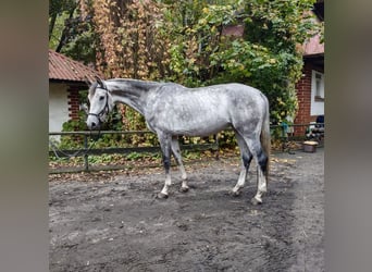 Polski koń szlachetny półkrwi, Klacz, 5 lat, 170 cm, Siwa