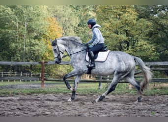 Polski koń szlachetny półkrwi, Klacz, 5 lat, 170 cm, Siwa
