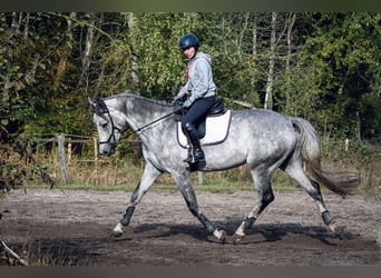 Polski koń szlachetny półkrwi, Klacz, 5 lat, 170 cm, Siwa