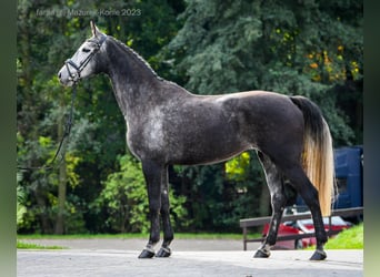 Polski koń szlachetny półkrwi, Klacz, 6 lat, 173 cm, Siwa