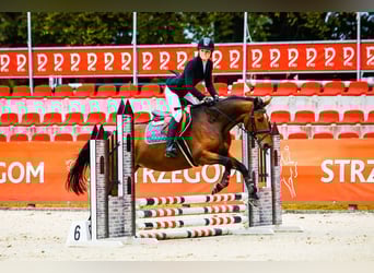 Polski koń szlachetny półkrwi, Klacz, 7 lat, 156 cm, Gniada