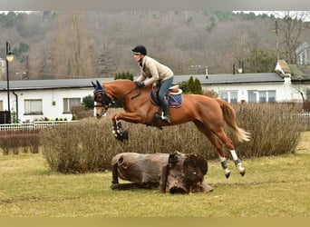 Polski koń szlachetny półkrwi, Klacz, 7 lat, 165 cm, Kasztanowata