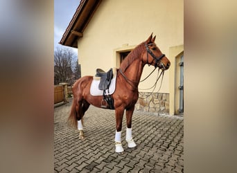 Polski koń szlachetny półkrwi, Klacz, 7 lat, 167 cm, Kasztanowata