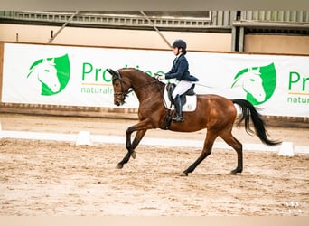 Polski koń szlachetny półkrwi, Klacz, 8 lat, 164 cm, Gniada