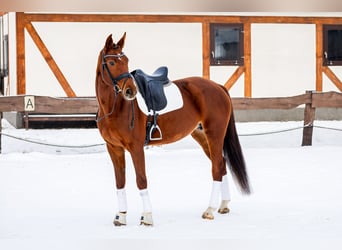 Polski koń szlachetny półkrwi, Klacz, 8 lat, 168 cm, Kasztanowata