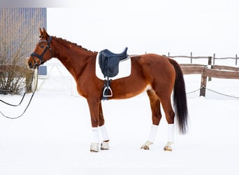Polski koń szlachetny półkrwi, Klacz, 8 lat, 168 cm, Kasztanowata