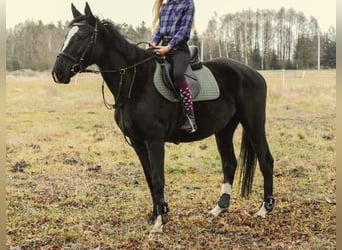 Polski koń szlachetny półkrwi, Klacz, 9 lat, 162 cm, Kara
