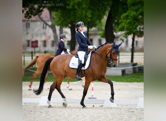 Polski koń szlachetny półkrwi, Klacz, 9 lat, 167 cm, Gniada