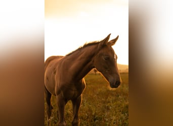 Polski koń szlachetny półkrwi, Klacz, Źrebak (06/2024), 167 cm, Kasztanowata