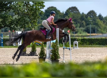 Polski koń szlachetny półkrwi, Ogier, 16 lat, 171 cm, Gniada