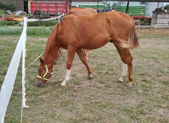 Polski koń szlachetny półkrwi, Ogier, 1 Rok, 135 cm, Kasztanowata