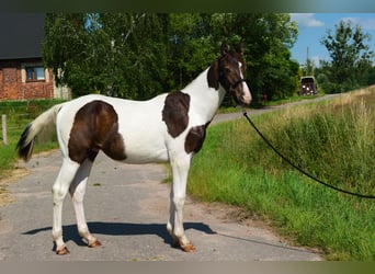 Polski koń szlachetny półkrwi, Ogier, 1 Rok, 150 cm, Srokata