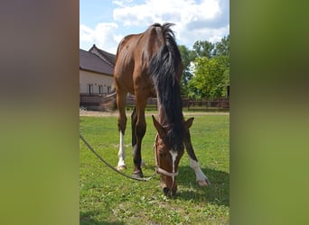 Polski koń szlachetny półkrwi, Ogier, 1 Rok, 165 cm, Gniada